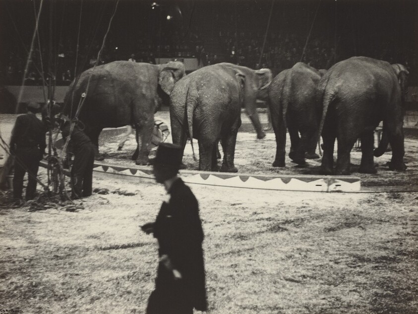 Elephants with Trainer, Circus, New York