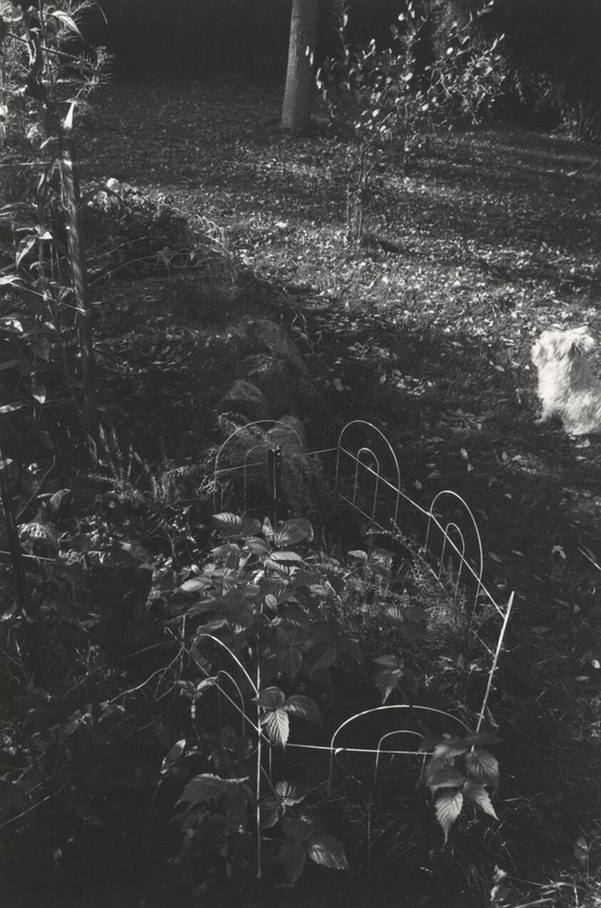 Longmont, Colorado, Sally in the Backyard