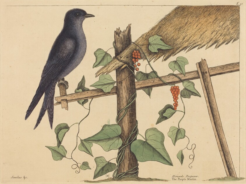 The Purple Martin (Hirundo purpurea)