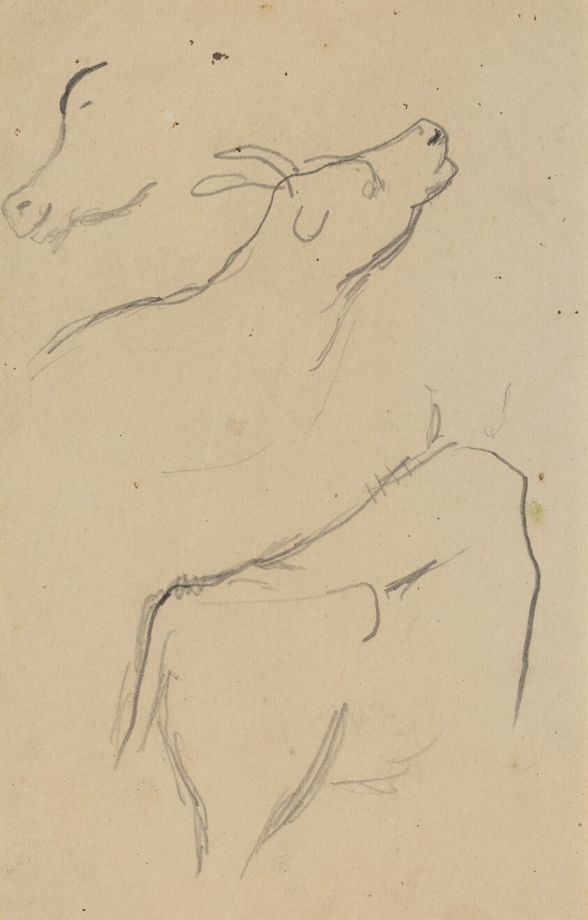 Studies of a Cow [verso]