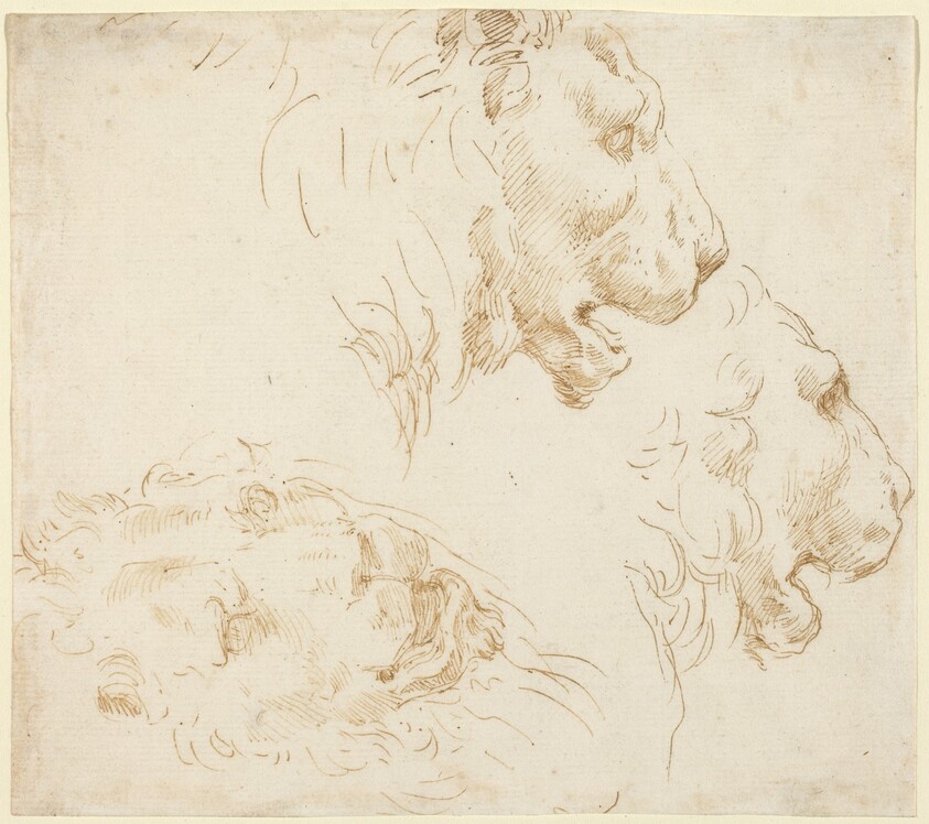 Studies of a Lion's Head