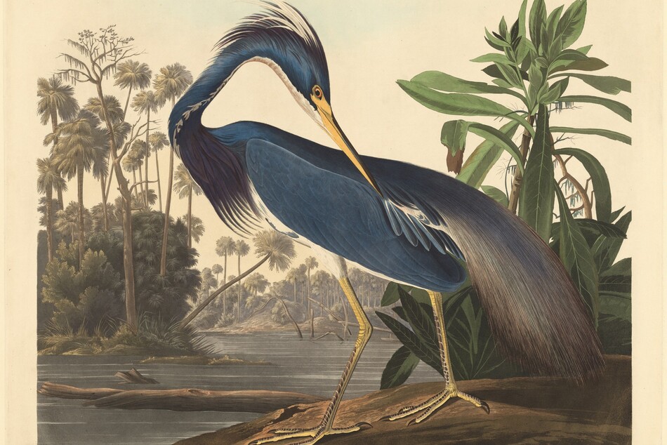 An ocean-blue bird with a long body and a flax-yellow beak and legs stands in a lush landscape in this vertical color print. The image is printed on cream-colored paper with a wide margin around the edges. The bird stands with its body in profile facing our left on a low dirt mound. Its head is turned completely around to our right with its beak tilted down and one amber-yellow eye looking our way. Its tall legs are dotted with brown, and a long blue and brown plume drapes down from its back. Long, plum-purple feathers adorn its throat, and white feathers line the underside of its neck and head. The bird stands next to a tall plant to the right. Bare tree trunks float in a pewter-gray river that begins in the lower left and widens as it reaches the center. The river divides the bird from a grove of palm trees, bushes, and reeds painted in muted tones of green, yellow, and gray that almost fills the left side. Another grove of palms in tones of gray fills the center distance with bare, contorted tree trunks in the water before it. The print is inscribed outside the image in all four corners and the bottom center. The upper left reads, “No. 44” and the upper right reads, “Plate CCXVII.” The lower left reads, “Drawn from Nature by J.J. Audubon. F.R.S. F.L.S.” and the lower right reads, “Engraved, Printed & Coloured by R. Havell, 1834.” The center inscription reads, “Louisiana Heron” printed in script and continues, “ARDEA LUDOVICIANA. Wils Male adult.”