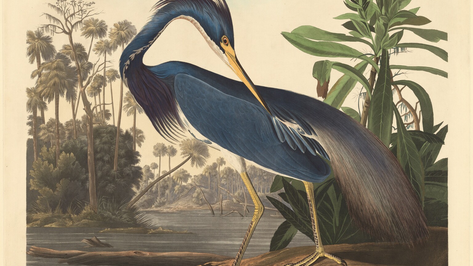 An ocean-blue bird with a long body and a flax-yellow beak and legs stands in a lush landscape in this vertical color print. The image is printed on cream-colored paper with a wide margin around the edges. The bird stands with its body in profile facing our left on a low dirt mound. Its head is turned completely around to our right with its beak tilted down and one amber-yellow eye looking our way. Its tall legs are dotted with brown, and a long blue and brown plume drapes down from its back. Long, plum-purple feathers adorn its throat, and white feathers line the underside of its neck and head. The bird stands next to a tall plant to the right. Bare tree trunks float in a pewter-gray river that begins in the lower left and widens as it reaches the center. The river divides the bird from a grove of palm trees, bushes, and reeds painted in muted tones of green, yellow, and gray that almost fills the left side. Another grove of palms in tones of gray fills the center distance with bare, contorted tree trunks in the water before it. The print is inscribed outside the image in all four corners and the bottom center. The upper left reads, “No. 44” and the upper right reads, “Plate CCXVII.” The lower left reads, “Drawn from Nature by J.J. Audubon. F.R.S. F.L.S.” and the lower right reads, “Engraved, Printed & Coloured by R. Havell, 1834.” The center inscription reads, “Louisiana Heron” printed in script and continues, “ARDEA LUDOVICIANA. Wils Male adult.”