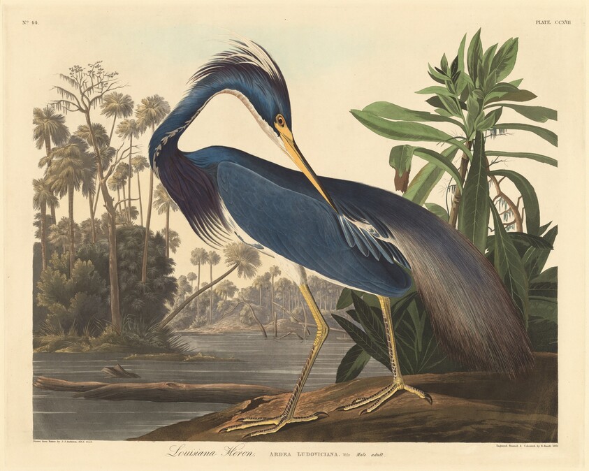 Louisiana Heron