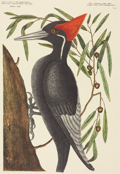 The Largest White Billed Woodpecker (Picus principalis)