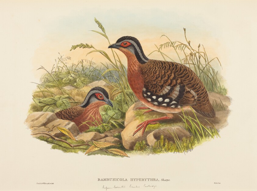 Rufous-breasted Bamboo Partridge (Bambusicola Hyperythra)