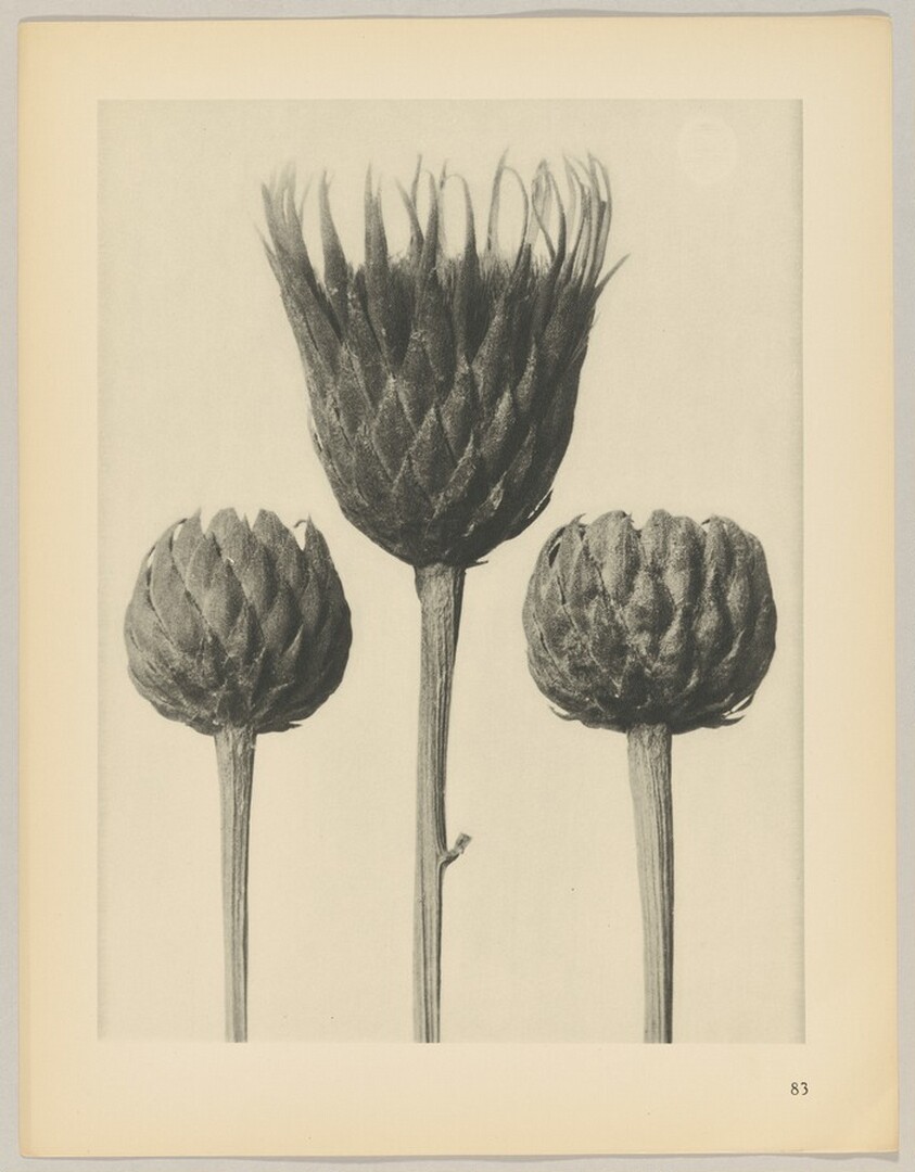 Serratula nudicaulis