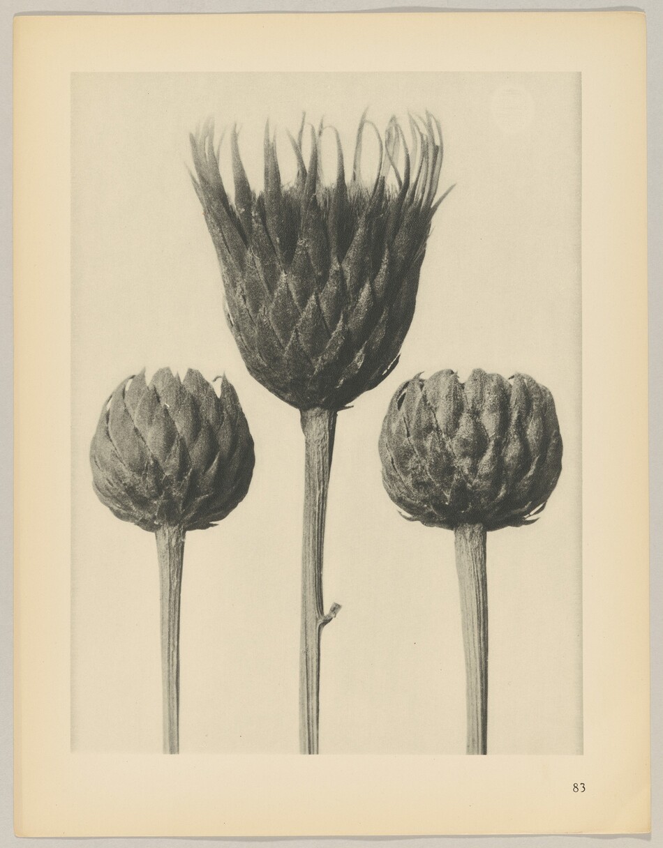 The image shows three large artichokes in varying heights and positions. The color palette is monochrome, using tones of gray and black.