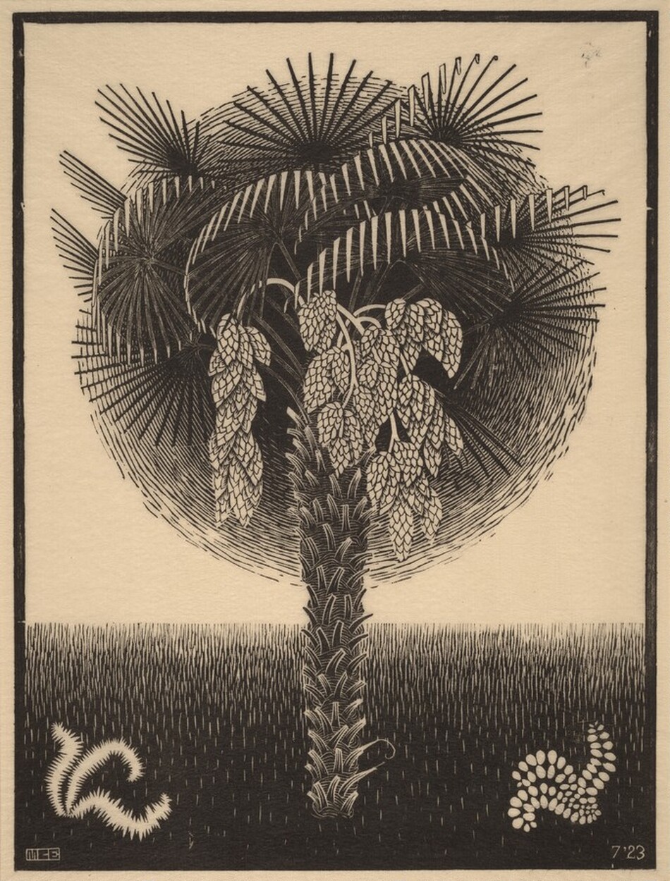 Four Regular Solids by M.C. Escher