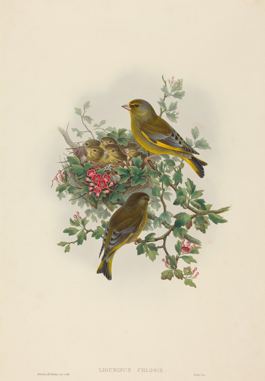 Ligurinus chloris (Greenfinch)