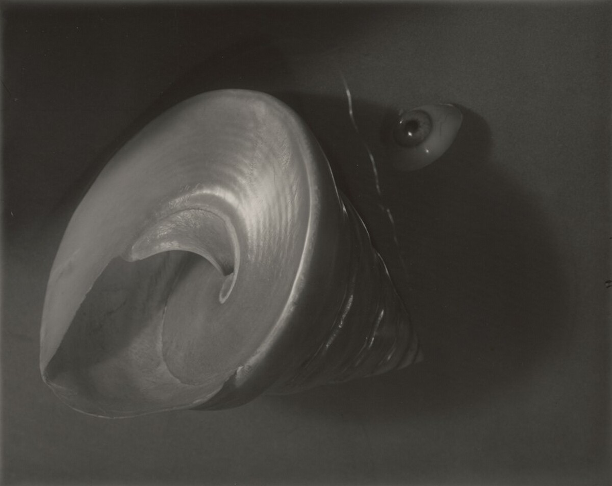Still Life: Shell and Eye