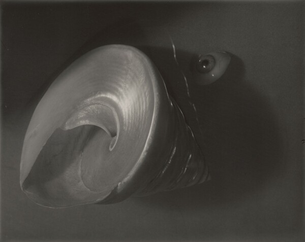 Still Life: Shell and Eye