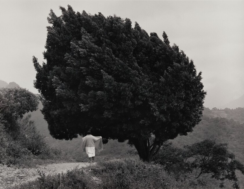 Árbol de Yalalag, México (Tree in Yalalag, Mexico)