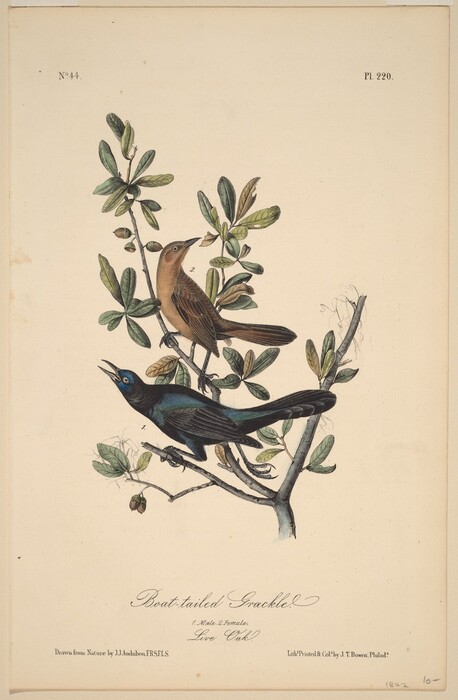 Two birds are perched on a tree branch: a male Boat-tailed Grackle with iridescent blue and black plumage, and a female bird. The setting includes natural brown, blue, green, and black colors with patches of white and hints of olive on the leaves. The male bird is located in the lower left corner with its tail extending to the right, while the female bird is positioned slightly above and to the right amid green leaves and small acorns.