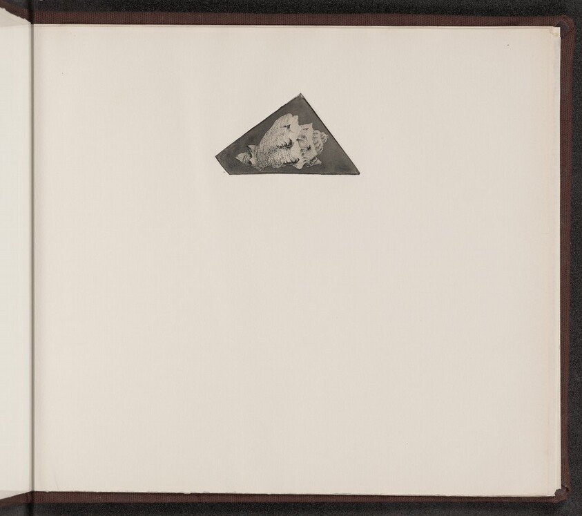 Volutilithes spinosus