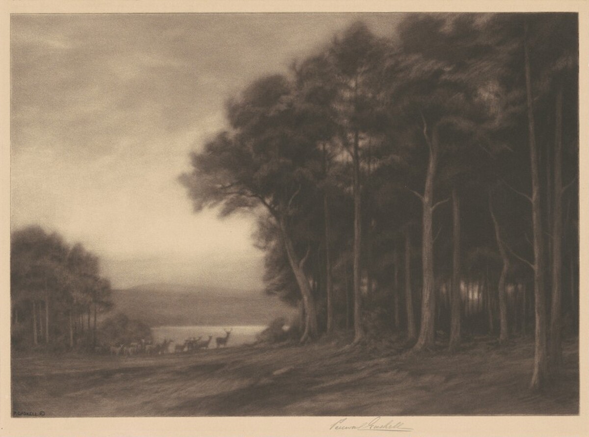 The Forest