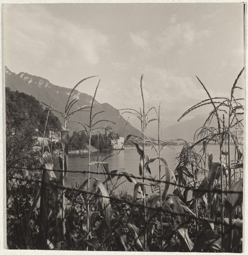 Cornfield, Zurich
