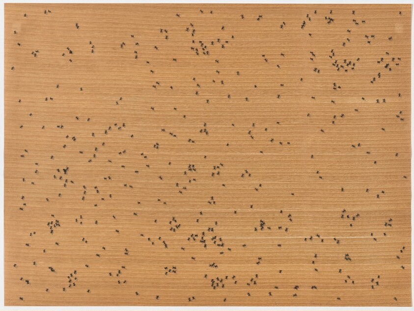 Black Ants from Insects