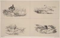 Oies, Cygnes, herons, Karl Bodmer