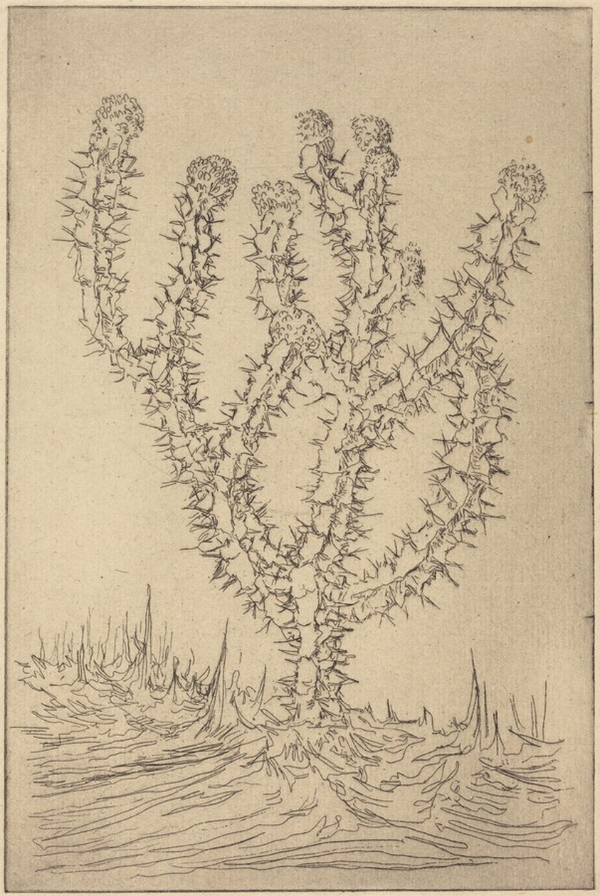 Cactus