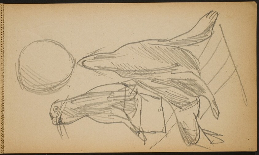 Zirkusnummer mit zwei Seelöwen (Two Performing Sea Lions) [p. 23]