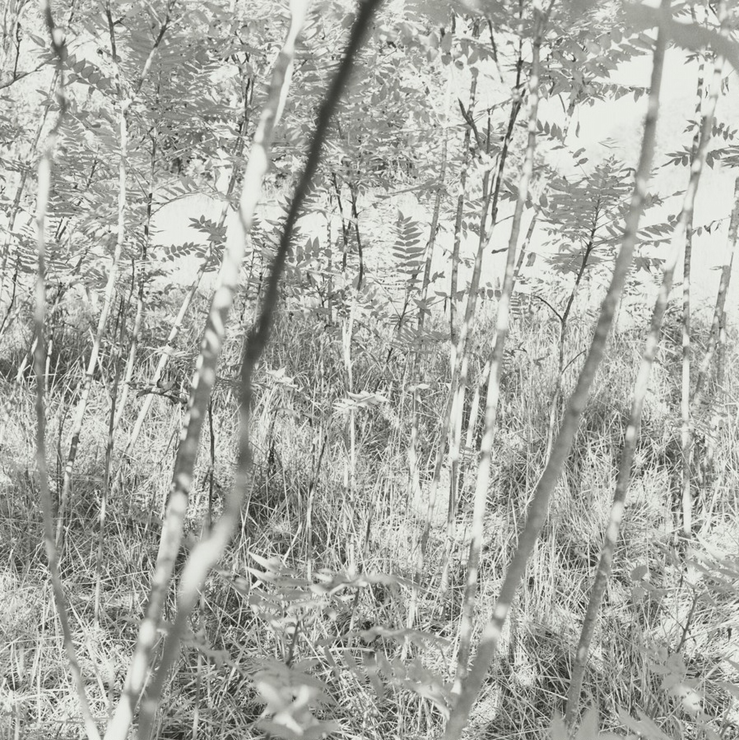 87-GI-12, Ray K. Metzker, 1989