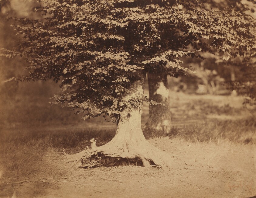 Beech Tree, Forest of Fontainebleau