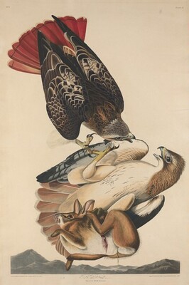 Red Tailed Hawk, Джон Джеймс Одюбон, 1829