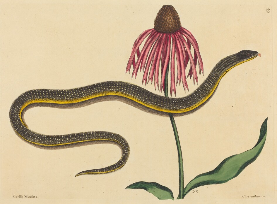In this print, a long, slender, dark snake with white speckles and a bright yellow line running down its side is coiled in a loose S-shape over a pink flower with drooping petals and a brown conical center. The snake's head is on the right, past the flower, while its body extends to the left, its tail curving toward the bottom left corner. It has small brown eyes and an outstretched pink tongue. The pink flower stands lightly to the right of center, and it has a green stem and green leaves at its base. The background of the print is beige paper, and the snake seems to cast a shadow on the paper below it.