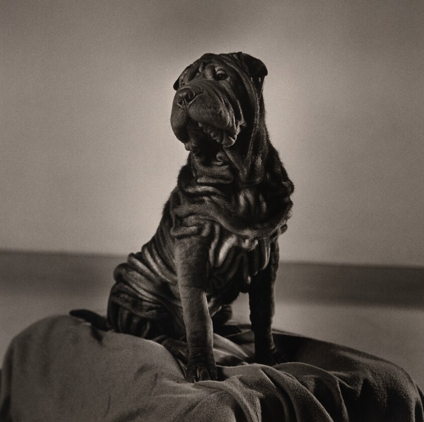 Will: Shar-Pei (I)