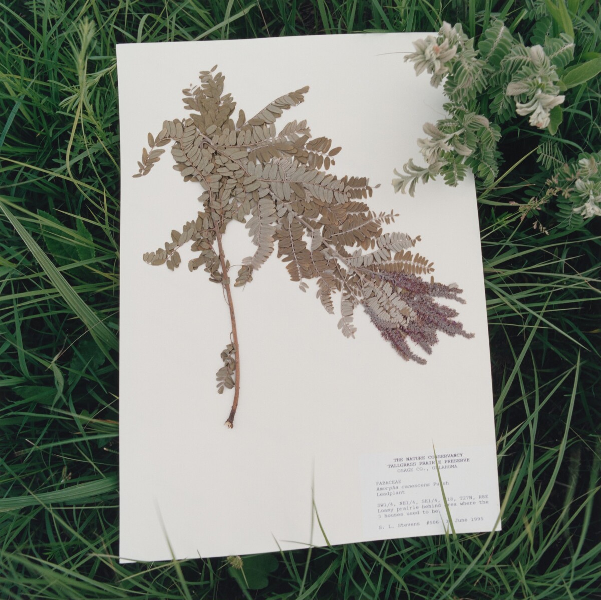 Fabaceae amorpha, Leadplant