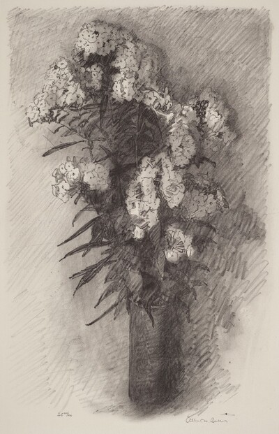 Phlox