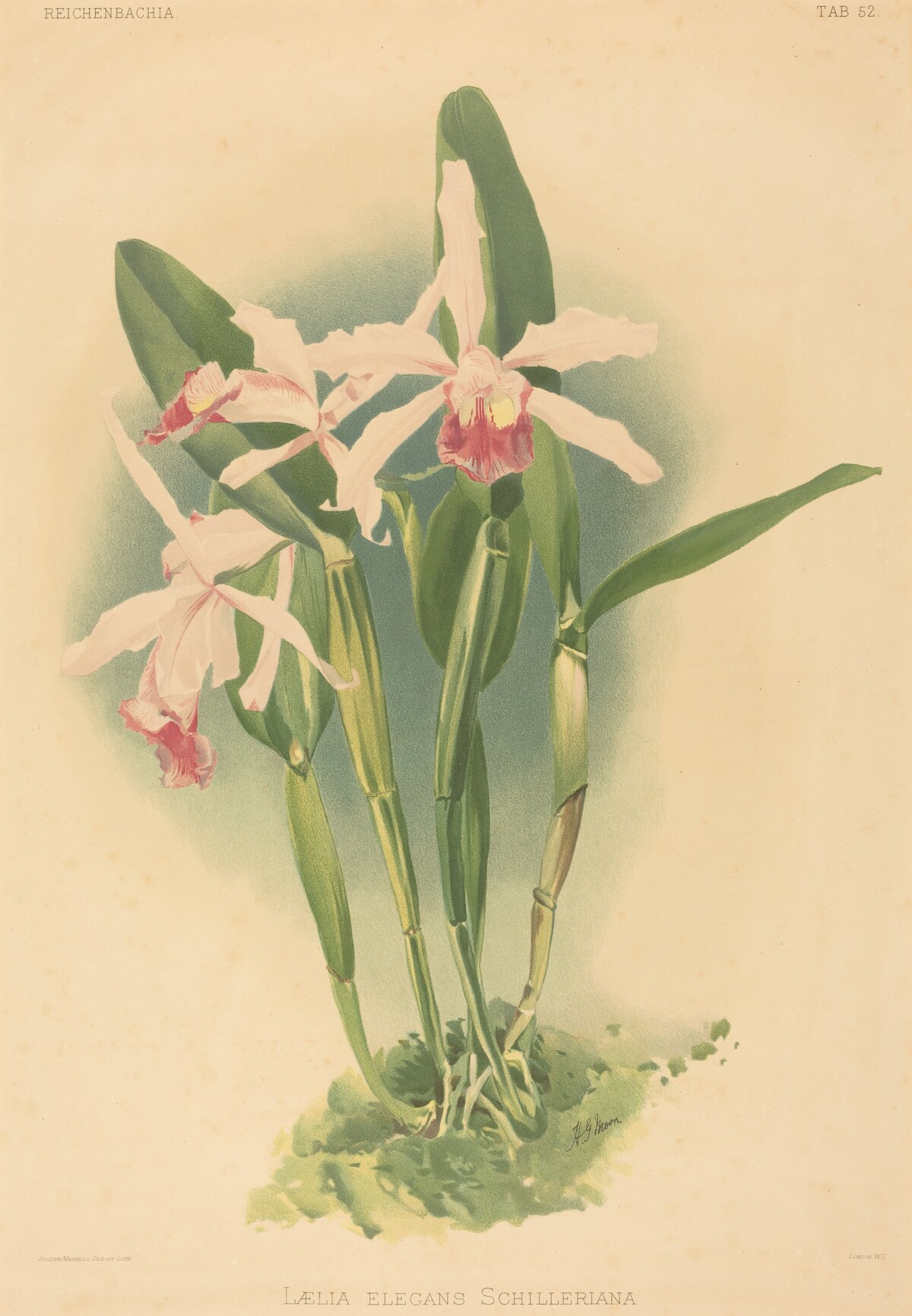 Laelia Elegans Schilleriana
