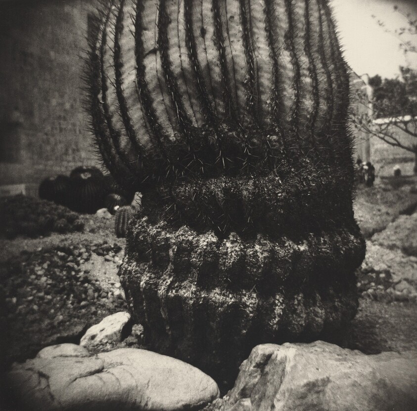Jardín Botánico de Oaxaca, México (Oaxaca Botanical Garden, Mexico)