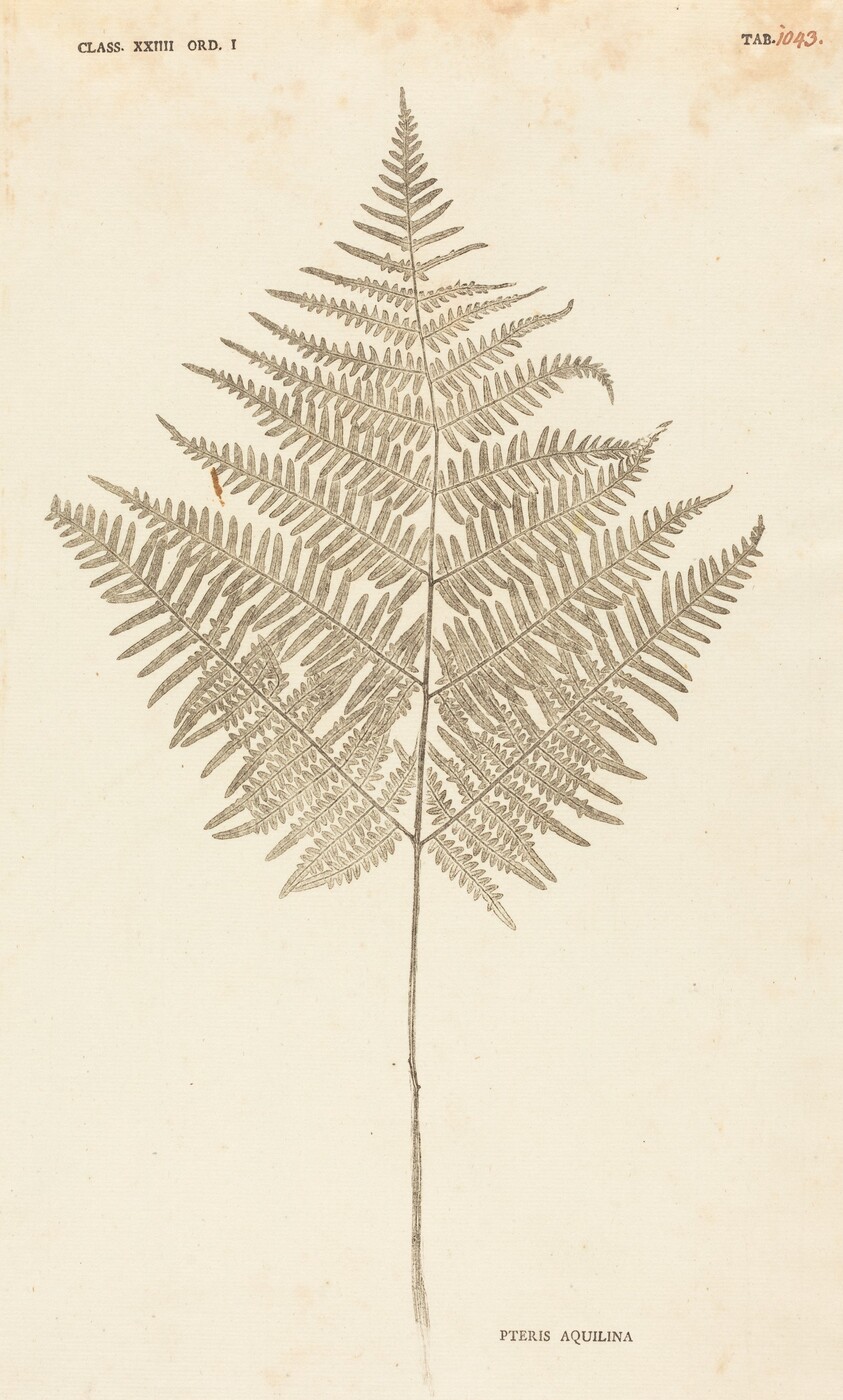 Pteris Aquilina