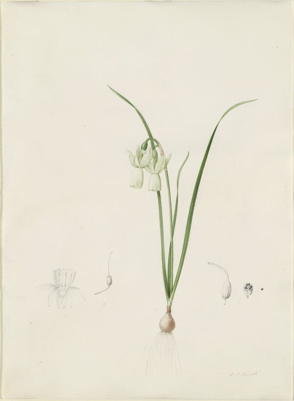Narcissus calathinus