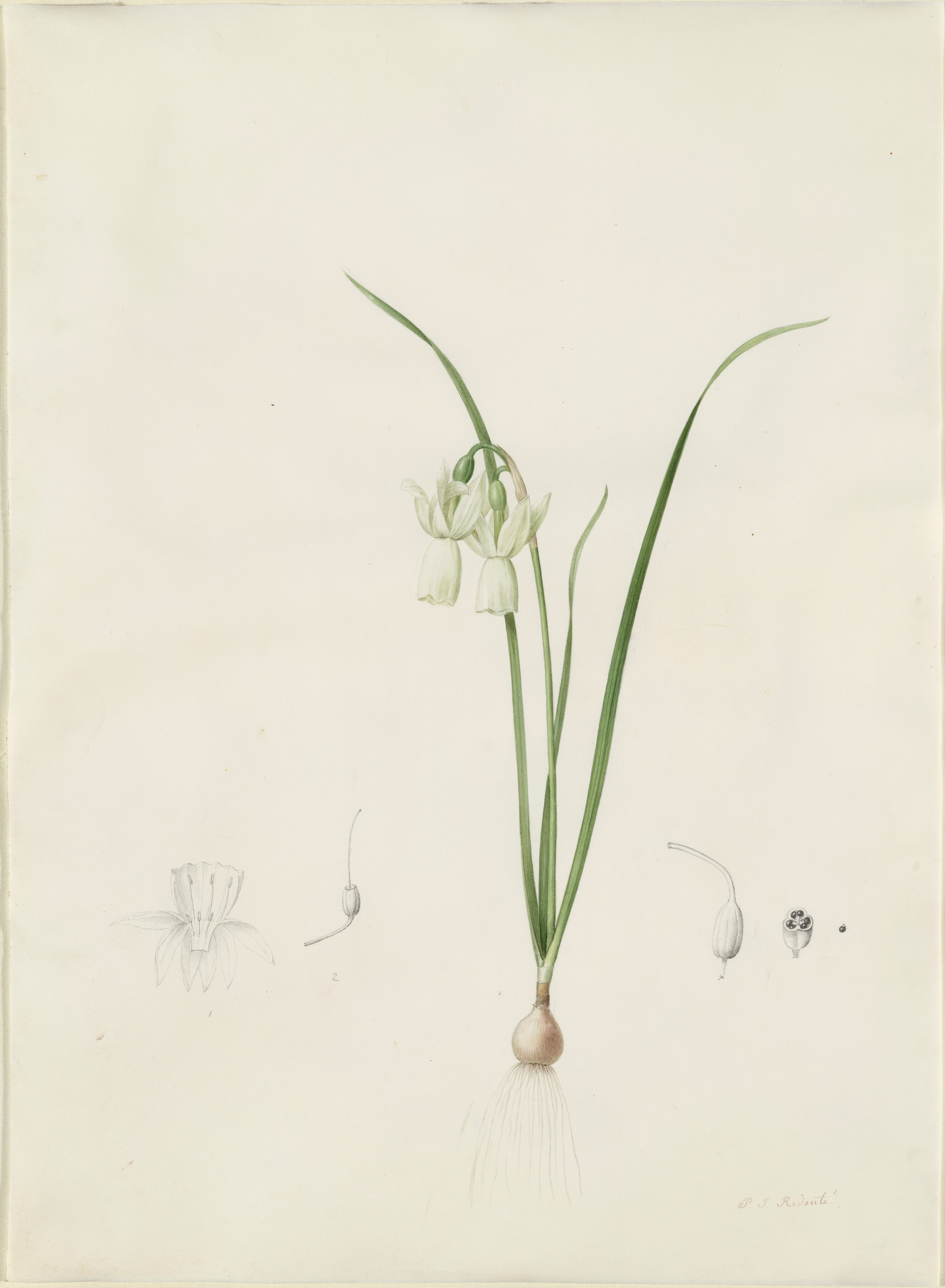 A Bouquet of Flowers with Insects by Pierre Joseph Redouté
