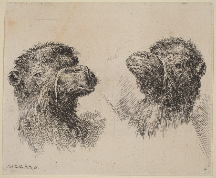 Two Camel Heads