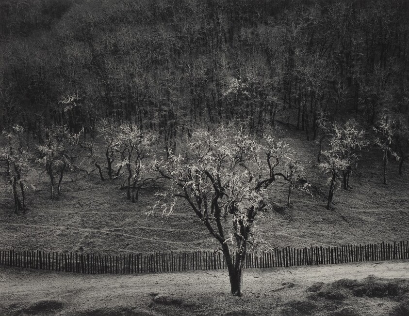 Oak Tree, Rain, Sonoma County, California