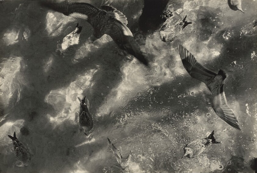 Seagulls, Provincetown