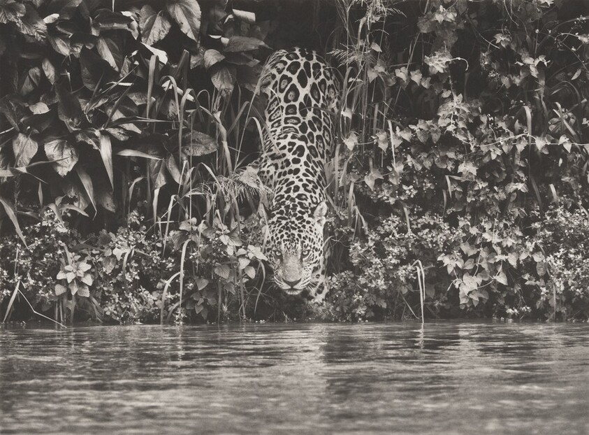 A jaguar (Panthera onca), the largest cat of the Americas. Encontro das Águas National Park. Pantanal. Mato Grosso. Brazil.