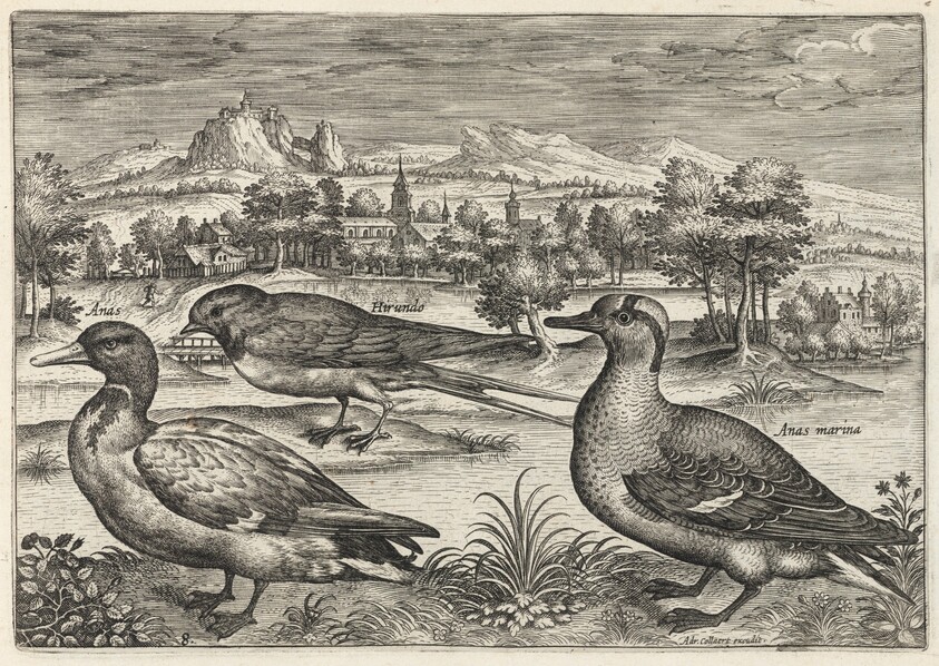 Mallard, Duck, and Swallow