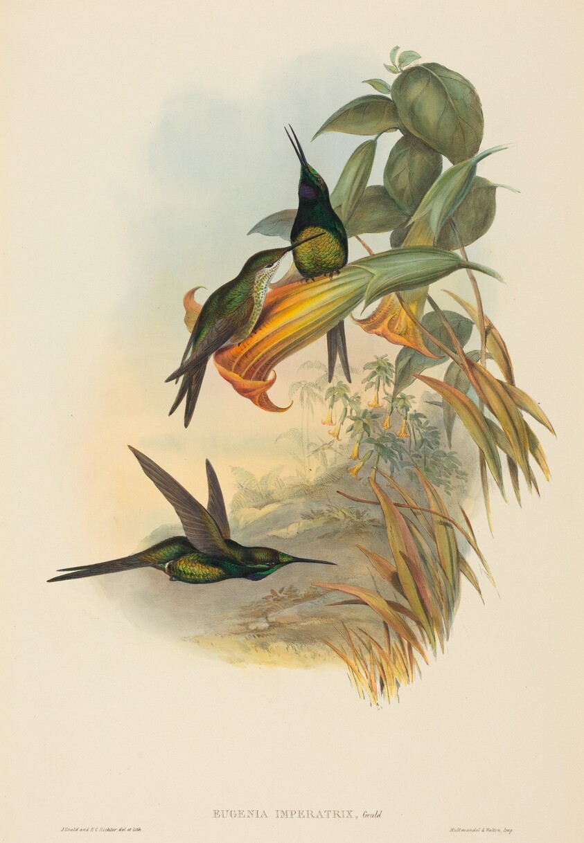 Eugenia imperatrix (Empress Hummingbird)
