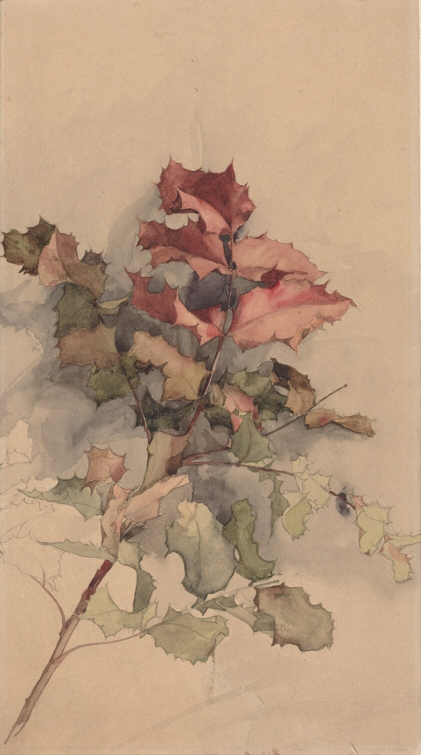 Study of the shrub
