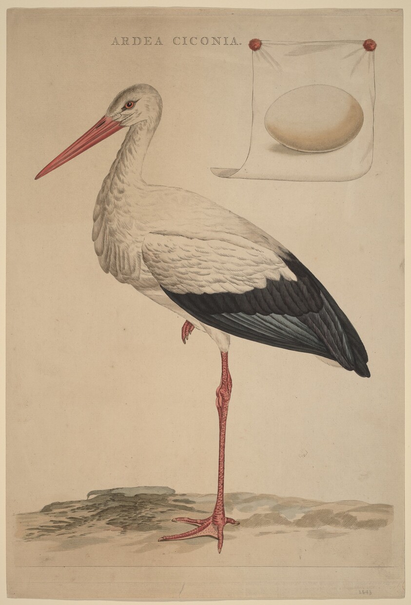 The White Stork