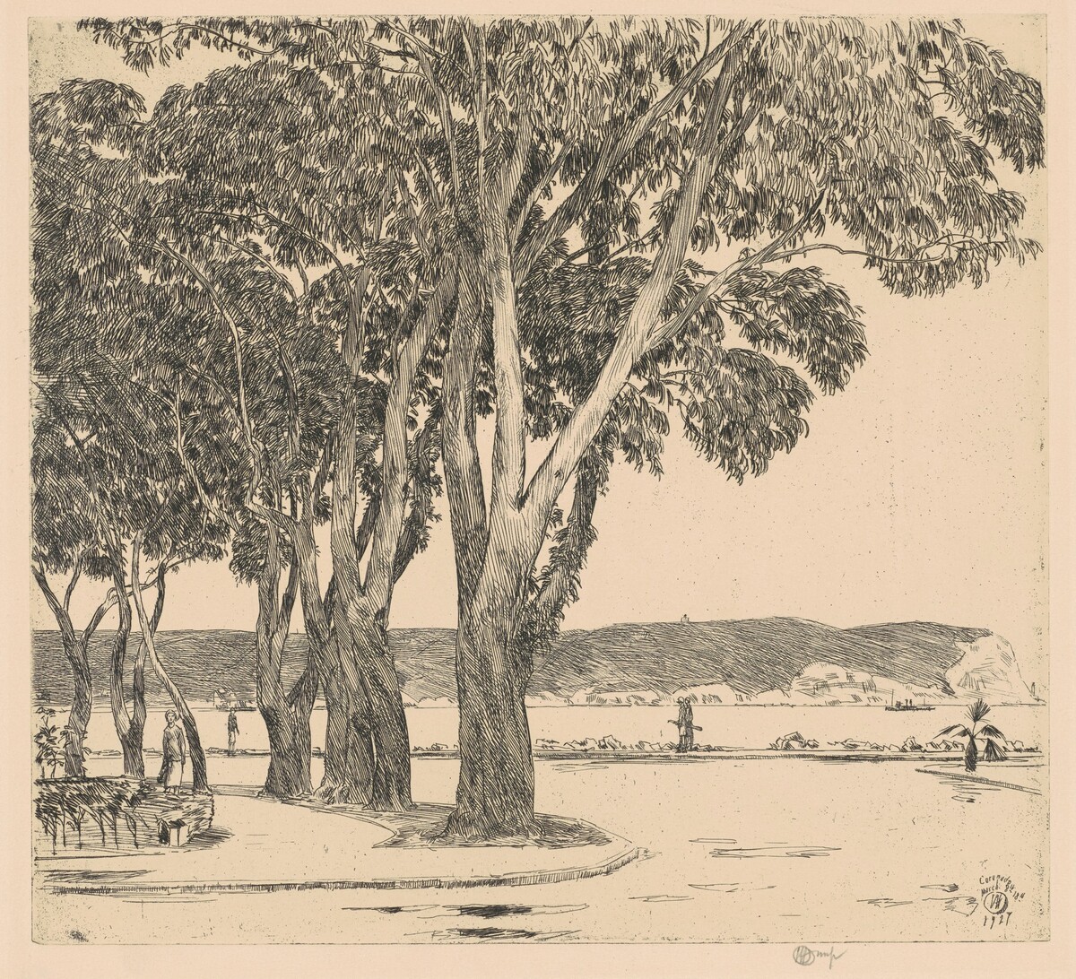 Eucalyptus Trees