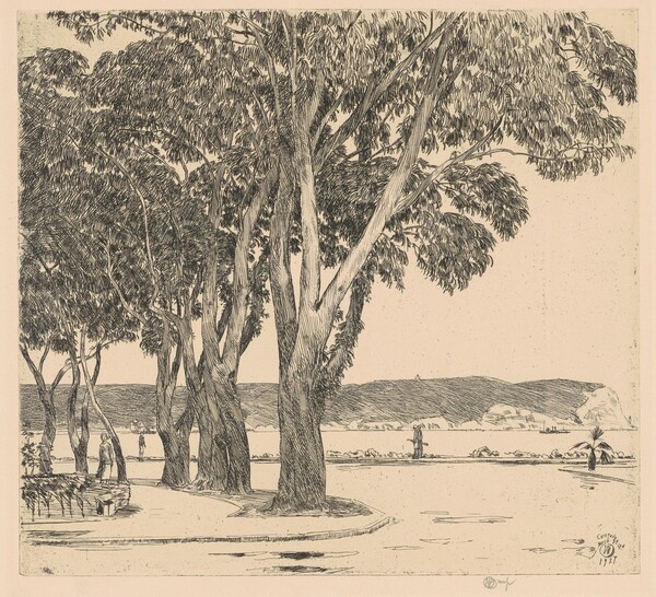 Eucalyptus Trees