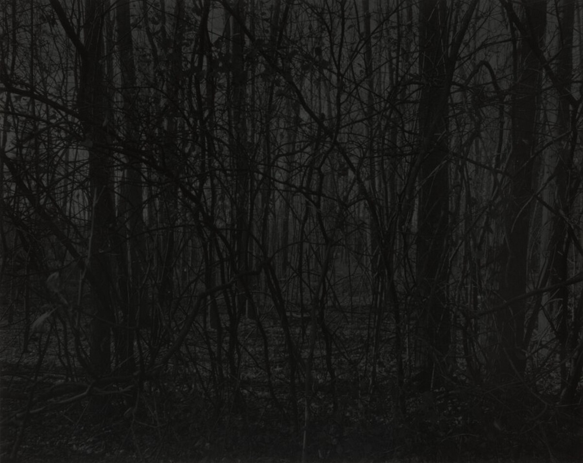 Untitled #21 (Forest)