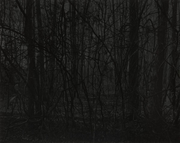 Untitled #21 (Forest)