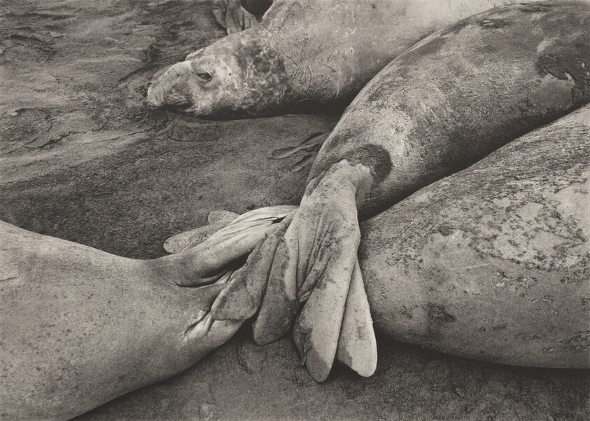 On King George Island, there is a large concentration of elephant seals (Mirounga leonina). As adults, these animals, weighing four to five tons, are the largest seals in the world. Antarctic Peninsula.
